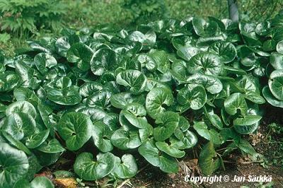  Asarum europaeum